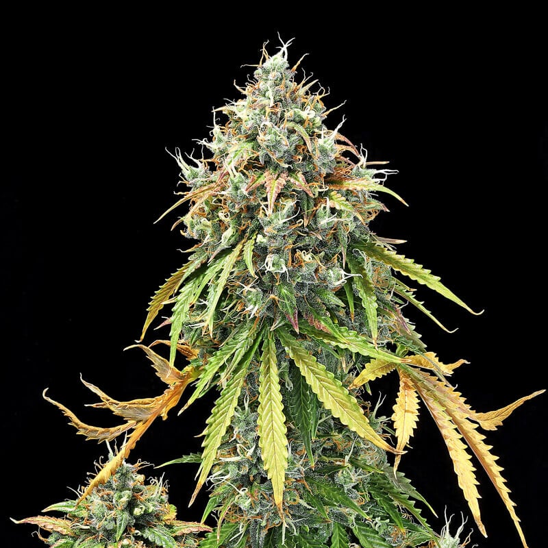 Https Www Royalqueenseeds Be 1 00 2021 01 16 Daily Https Www Royalqueenseeds Be Content 15 Informatie Over Het Verzenden Van Cannabiszaden 0 8 Daily Https Www Royalqueenseeds Be Content 16 Prijslijst Rqs 0 8 Daily Https Www