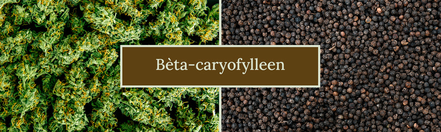 Beta-Caryophyllene Terpene