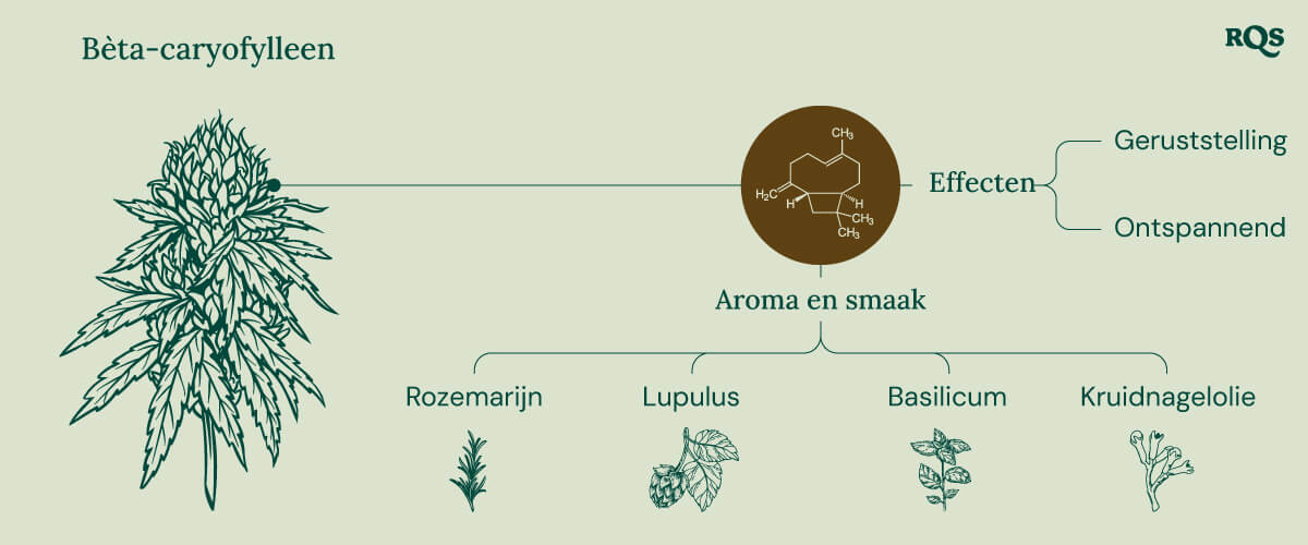 Beta-Caryophyllene Aroma & Effects