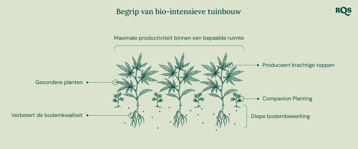 Illustratie van bio-intensieve tuinieren, die maximale productiviteit toont, gezondere planten, krachtige knoppen, begeleidende beplanting, diepe grondbewerking en verbeterde bodemkwaliteit.