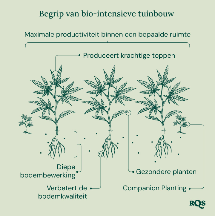 Illustratie van bio-intensieve tuinieren, die maximale productiviteit toont, gezondere planten, krachtige knoppen, begeleidende beplanting, diepe grondbewerking en verbeterde bodemkwaliteit.