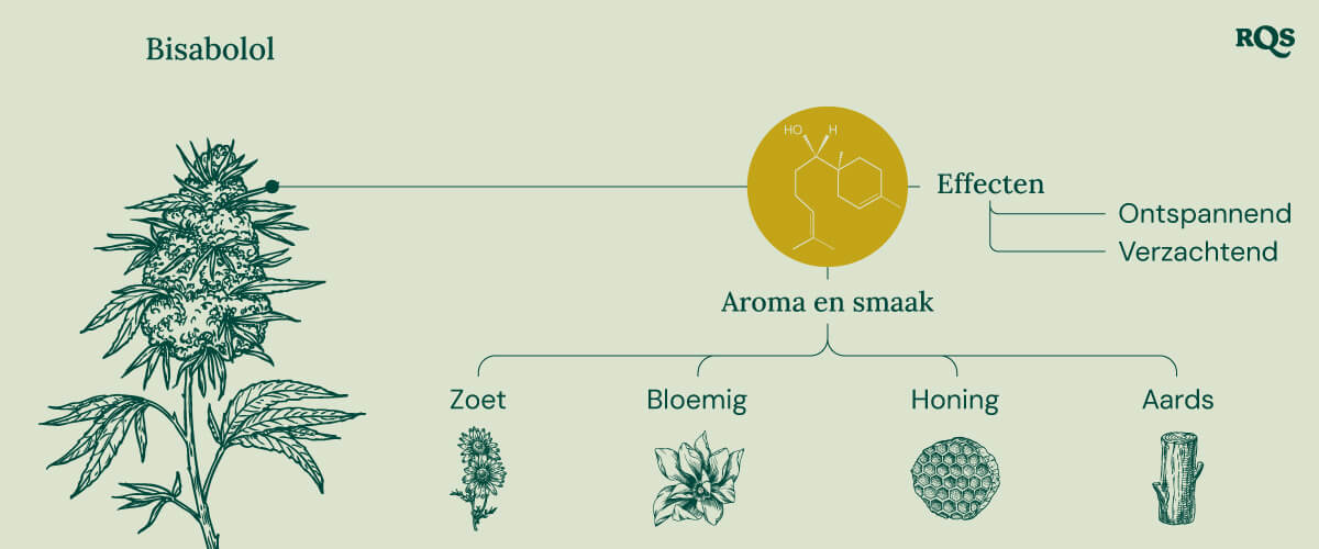 Infographic over de bisabolol-terpeen, die de effecten en aroma's illustreert. Het toont beschrijvingen van "ontspannende" en "kalmerende" effecten, met aroma's zoals zoet, bloemig, honingachtig en aards.