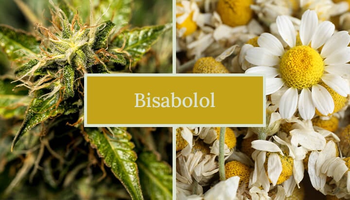 Afbeelding die cannabis- en kamillebloemen vergelijkt, gelabeld "Bisabolol", die de aanwezigheid van bisabolol in beide planten benadrukt.