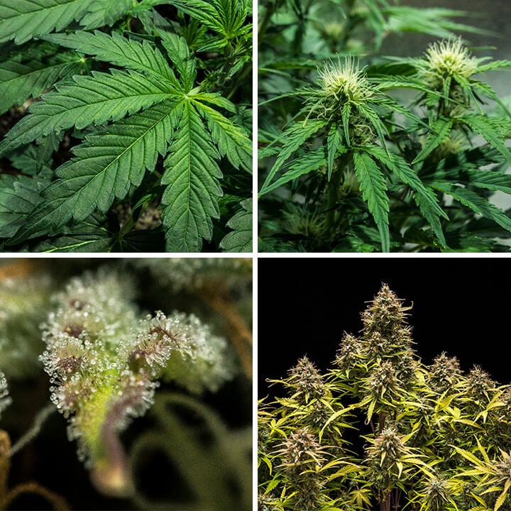 Collage van vier afbeeldingen die het ontkiemingsproces van Blue Cheese Auto cannabiszaadjes illustreren, gemaakt door Royal Queen Seeds. Deze visual biedt begeleiding over optimale ontkiemingstechnieken, temperatuurbeheer en bodemvoorbereiding voor deze productieve soort.