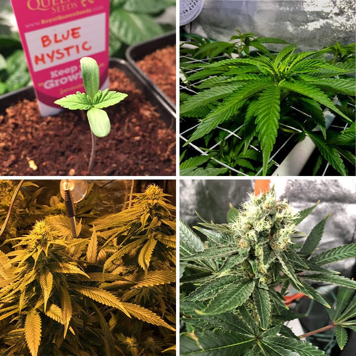 Collage toont de groeistadia van Blue Mystic cannabis: zaadje, jonge plant met bladeren, bloemknoppen en volwassen plant met dichte toppen.