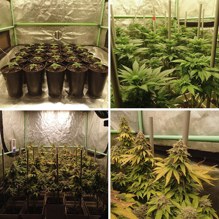 Bubblegum XL cannabis plant in verschillende groeifasen – zaailingen, jonge planten, bloeiende planten met toppen, en volwassen planten.