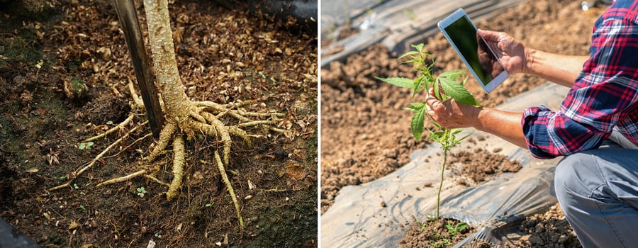 Twee afbeeldingen: Links toont een boomstam met blootgestelde wortels. Rechts toont een hand die een tablet vasthoudt naast een jonge cannabisplant in een veld.