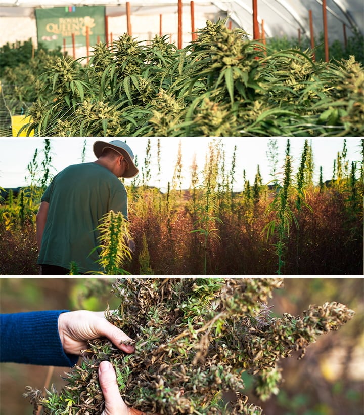 Croptober harvest