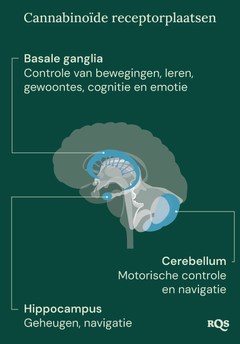 Cannabinoid Receptor Sites