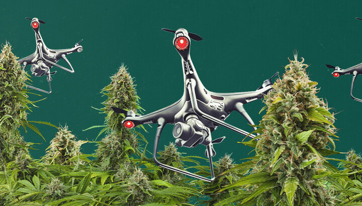 Cannabis Drone Surveillance 1