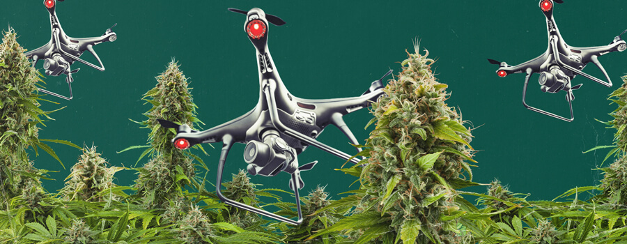 Cannabis Drone Surveillance 1