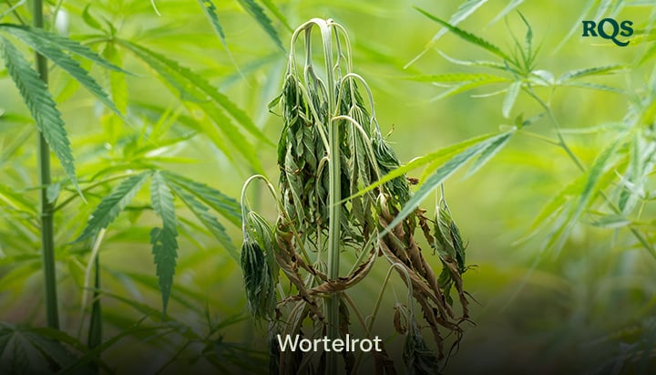 Cannabisplant aangetast door wortelrot met vergeelde en hangende bladeren, veroorzaakt door overbewatering en slechte drainage. Benadrukt vergeelde cannabisbladeren en gele marihuana-symptomen.