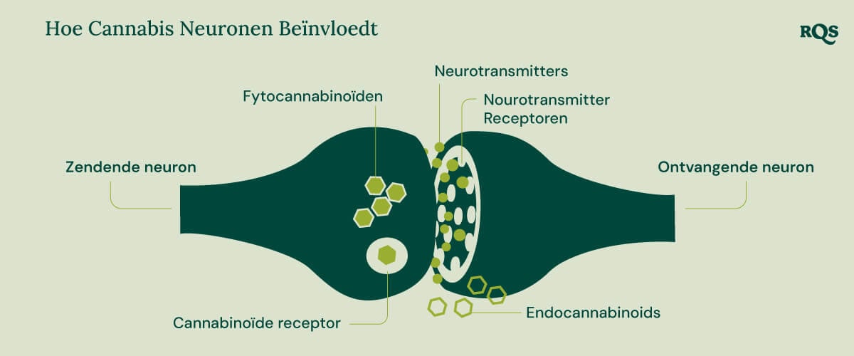 Infografiek die laat zien hoe fytocannabinoïden en endocannabinoïden interageren met cannabinoïde-receptoren, neurotransmitters en hun receptoren. Het diagram benadrukt het proces tussen zendende en ontvangende neuronen in de context van cannabisverbindingen die de hersenfunctie beïnvloeden.