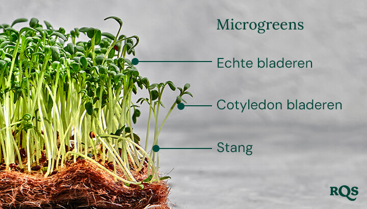 Cannabis microgreens