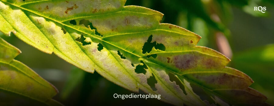 Cannabisblad beschadigd door plagen, met gaten en verkleuring veroorzaakt door een plaag. Gerelateerd aan gele vlekken op cannabisbladeren en vergeling door plagen.