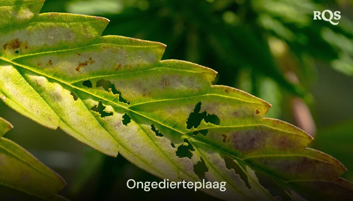 Close-up van een beschadigd plantblad met gaten en verkleuring, waarschijnlijk veroorzaakt door plagen zoals insecten of ziektes.