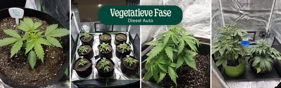 Diesel Auto Vegetative Phase