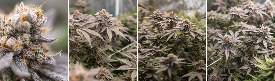 Dynamite Diesel cannabis plant in verschillende groeifasen: een close-up van een top, een bloeiende plant met vormende toppen, een volwassen plant met dichte toppen, en nog een close-up van een top.