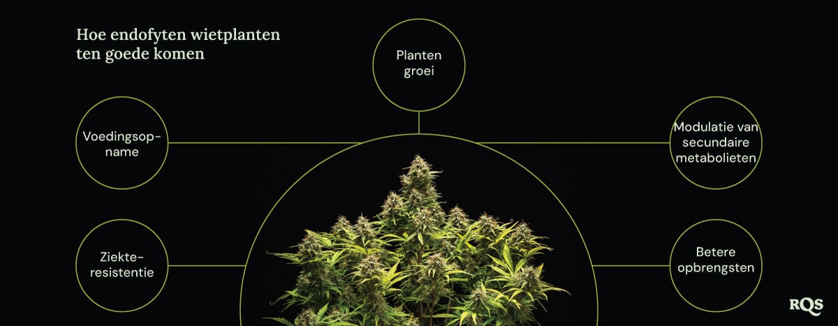 Een diagram van een marihuanaplant omgeven door vier cirkels die de voordelen van endofyten tonen: snellere groei, betere opname van voedingsstoffen, ziektebestendigheid en verhoogde productie van medicinale verbindingen.