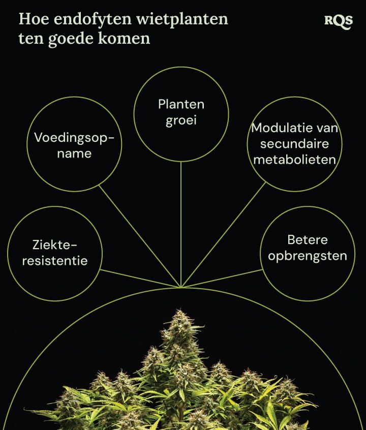 Een diagram van een marihuanaplant omgeven door vier cirkels die de voordelen van endofyten tonen: snellere groei, betere opname van voedingsstoffen, ziektebestendigheid en verhoogde productie van medicinale verbindingen.