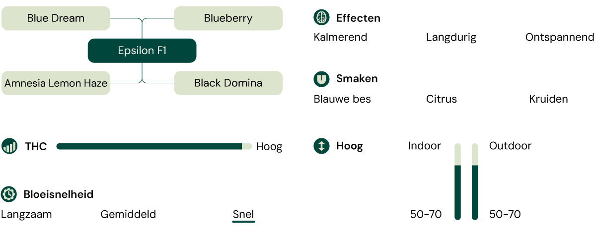 Infographic van de Epsilon F1 cannabissoort, een hybride van Blue Dream en Blueberry met hoge THC, die kalmerende, ontspannende en langdurige effecten biedt.