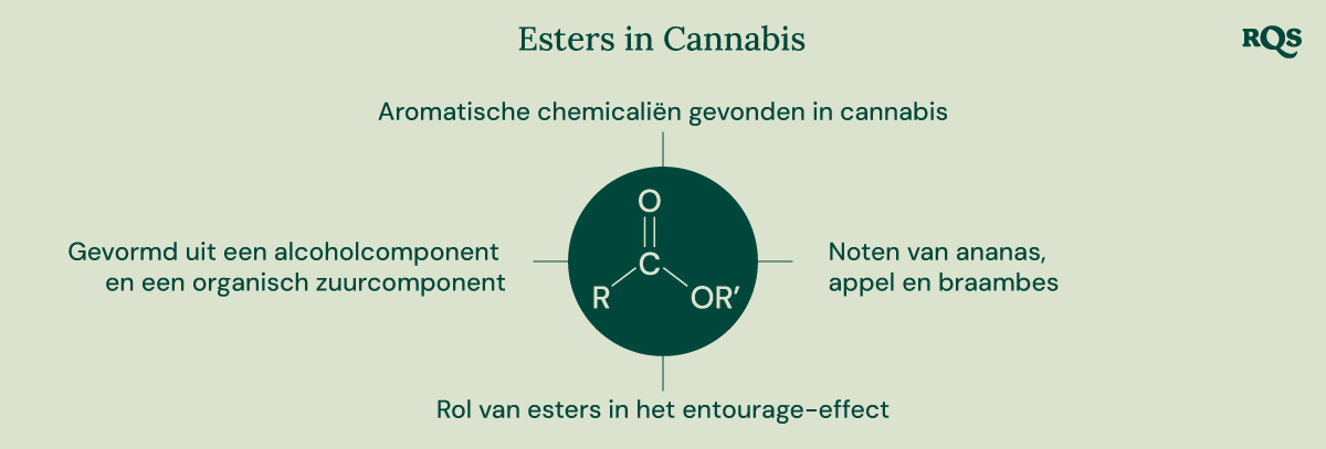 Een diagram dat de chemische structuur van esters, hun vorming uit alcohol- en organische zuurcomponenten en hun bijdrage aan de aroma en het entourage-effect van cannabis illustreert.