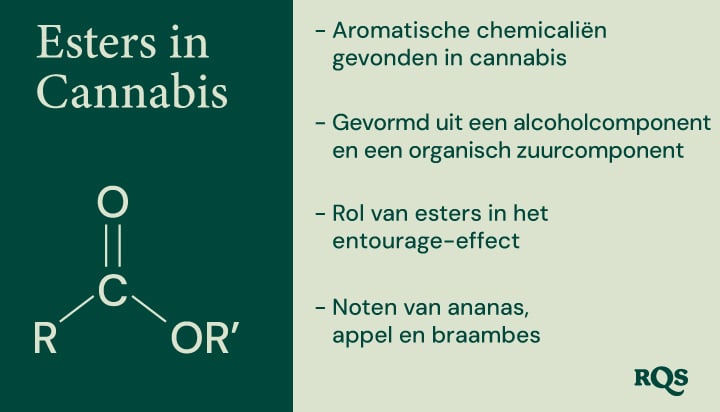 Een diagram dat de chemische structuur van esters, hun vorming uit alcohol- en organische zuurcomponenten en hun bijdrage aan de aroma en het entourage-effect van cannabis illustreert.