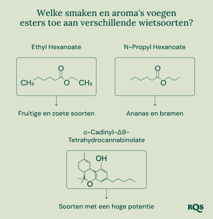 Een diagram dat de rol van esters in cannabis en andere natuurlijke bronnen illustreert. Het benadrukt de chemische structuur van bepaalde esters, hun geassocieerde aroma's en hun aanwezigheid in verschillende planten en dieren.