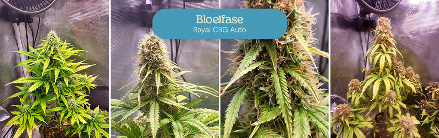 Bloei fase van de Royal CBG Auto cannabissoort. De planten vertonen dichte, ijzige toppen met levendige groene bladeren, wat de rijpheid en gereedheid van de bloemen voor de oogst aangeeft.