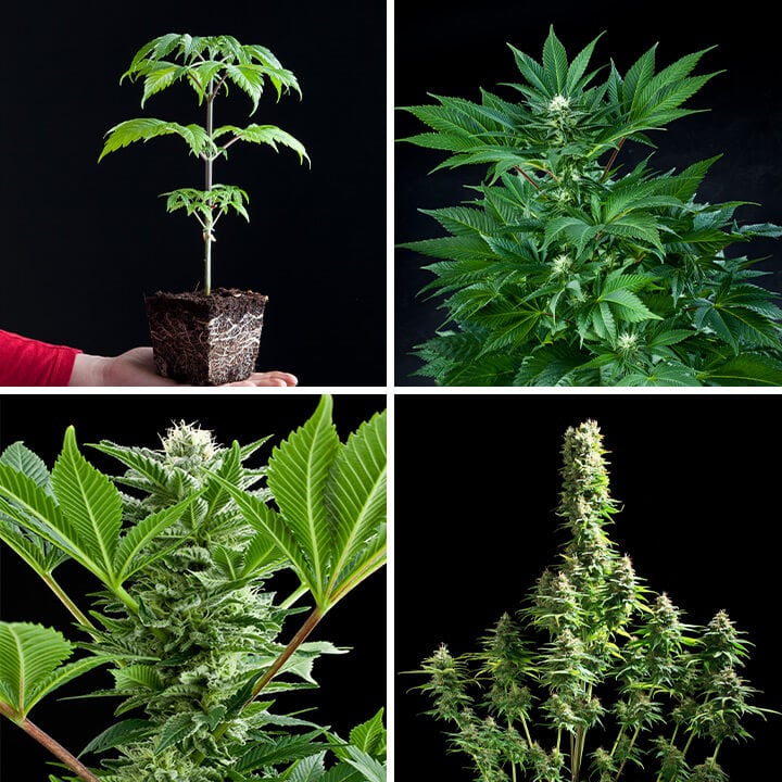 Fruit Spirit cannabis plant in verschillende groeifasen: zaailing, jonge plant, bloeiende plant met toppen, en volwassen plant met dichte toppen.