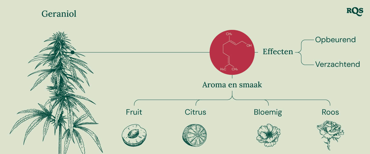 Infographic die de kenmerken van het geraniol-terpeen beschrijft, met de nadruk op de kalmerende en opbeurende effecten, de potentiële interactie met cannabinoïde-receptoren en de rol bij het versterken van de effecten van THC in cannabisproducten.