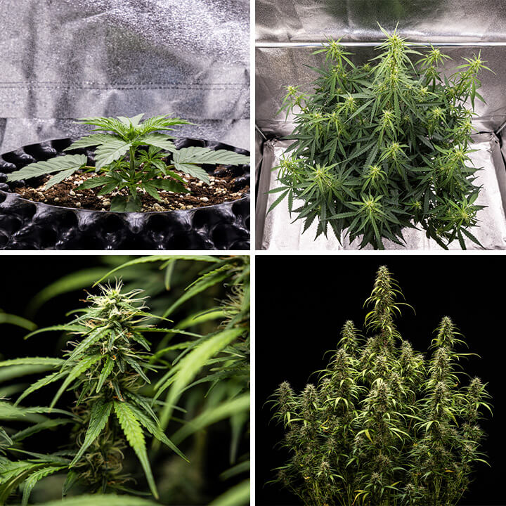 Collage van afbeeldingen van de Goat’lato Auto cannabissoort, een krachtige autoflowering variant van Royal Queen Seeds en Tyson 2.0, met compacte groei, paarse toppen en opbrengsten tot 450 g/m². Perfect voor binnenteelt.