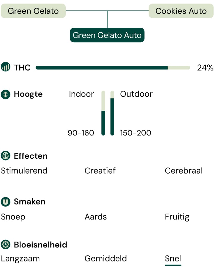 Green Gelato Auro Characteristics