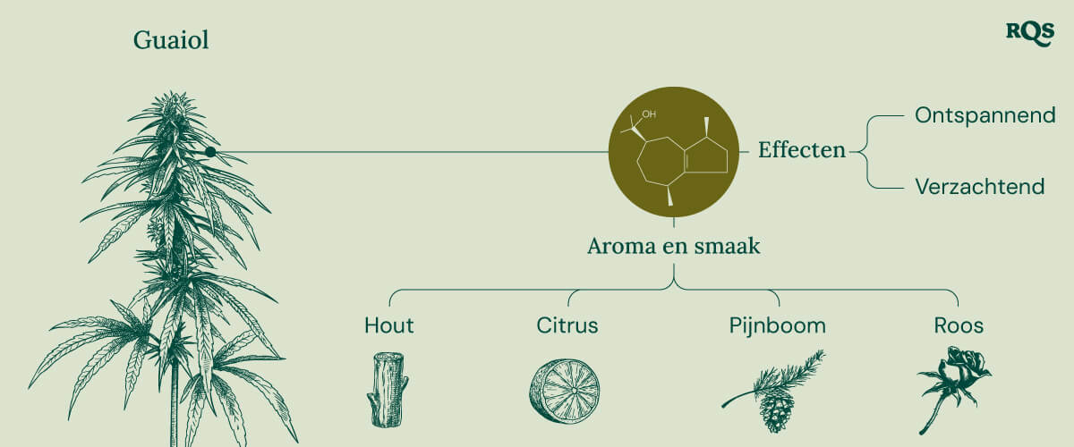 Characteristics of Guaiol Terpene