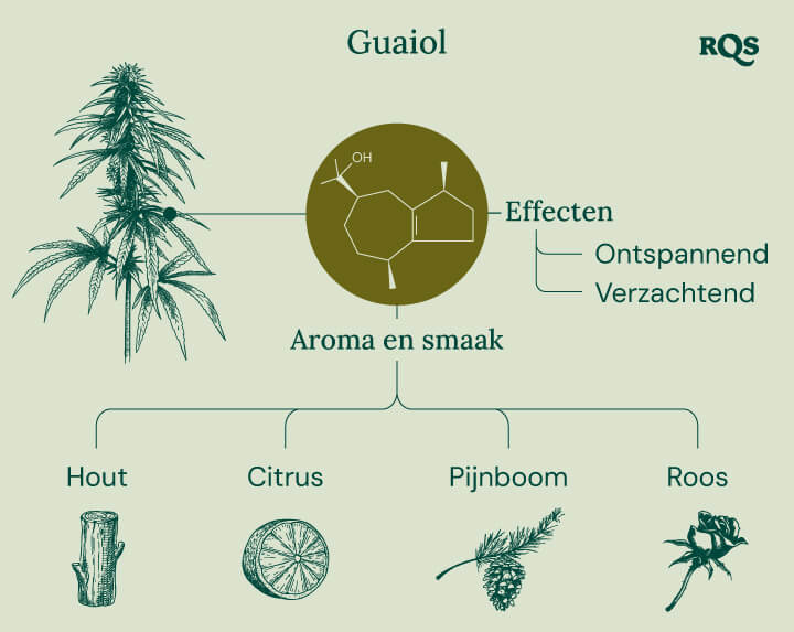 Characteristics of Guaiol Terpene