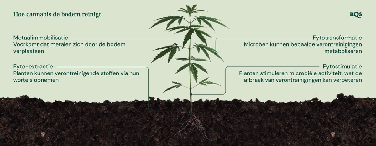 Illustratie van hoe cannabis de bodem reinigt, met de nadruk op vier mechanismen: metaalimmobilisatie, fytoreactie, fytotransformatie en fytostimulatie.