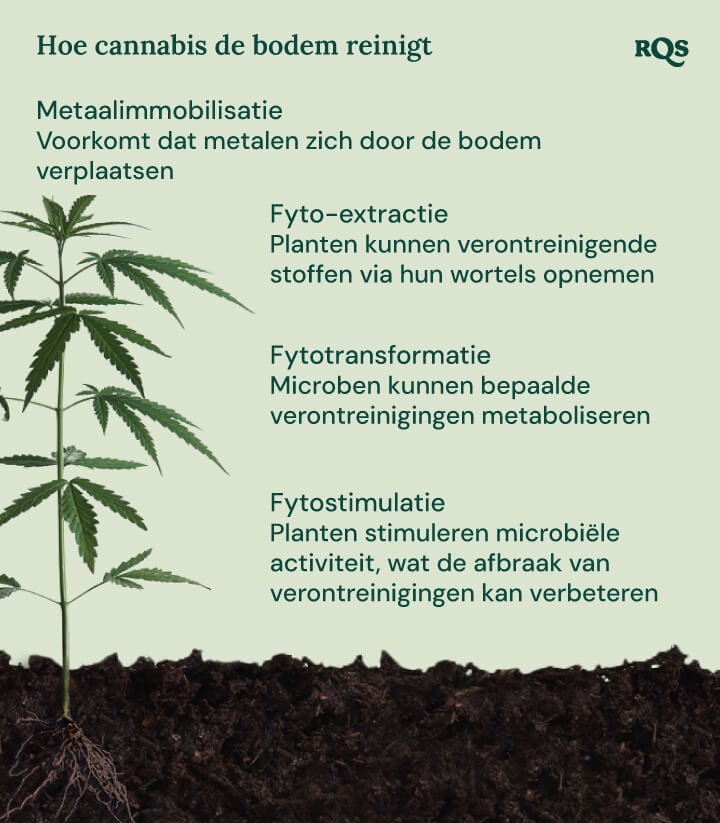 Illustratie van hoe cannabis de bodem reinigt, met de nadruk op vier mechanismen: metaalimmobilisatie, fytoreactie, fytotransformatie en fytostimulatie.