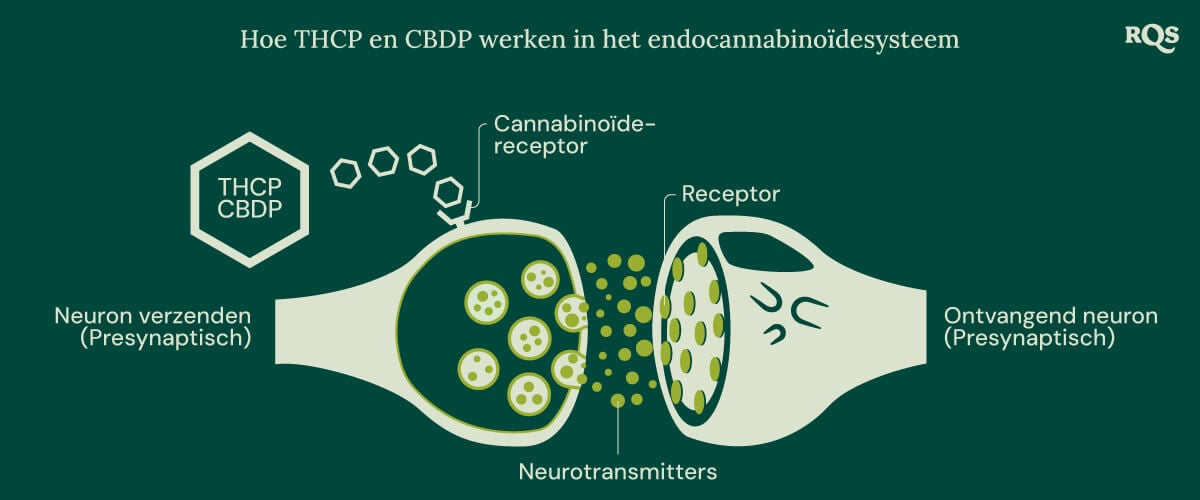 Illustratie van THCP en CBDP die interageren met het endocannabinoïdesysteem, een cruciaal netwerk van receptoren en neurotransmitters die belangrijke lichaamsfuncties reguleren.