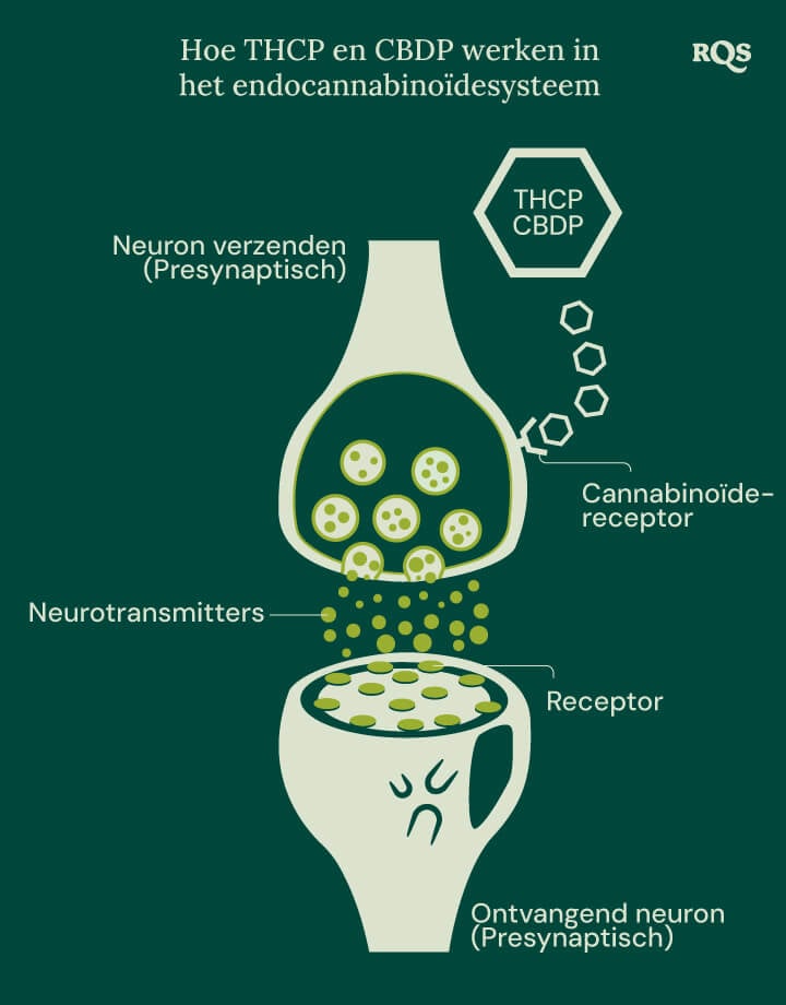 Illustratie van THCP en CBDP die interageren met het endocannabinoïdesysteem, een cruciaal netwerk van receptoren en neurotransmitters die belangrijke lichaamsfuncties reguleren.