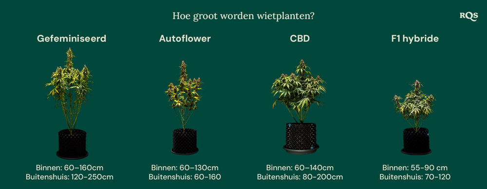 How tall weed plants grow by categories