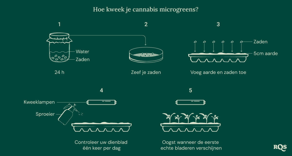 How to grow cannabis microgreens