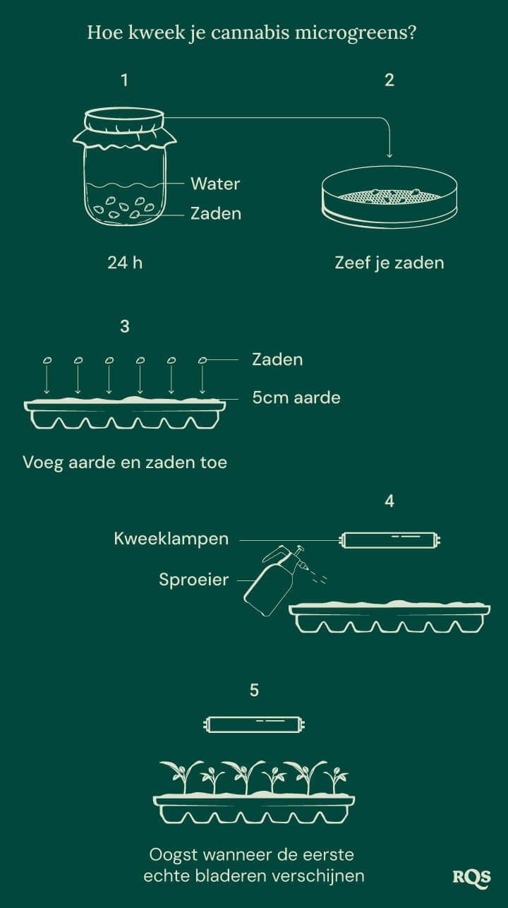 How to grow cannabis microgreens