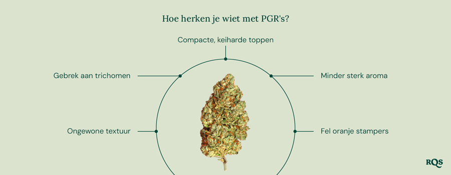 Een gids om PGR-wiet te herkennen, met de belangrijkste kenmerken, en het RQS-logo rechtsonder.