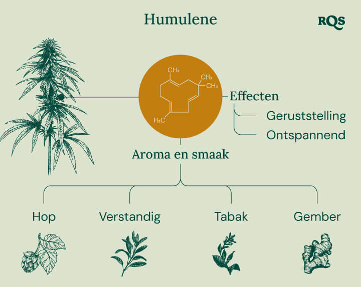 Humulene in cannabis