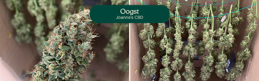 Joanne's  CBD Harvest