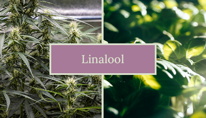 Een cannabisplant met een focus op linalool, een terpene die de unieke aroma's en fysiologische effecten van de plant beïnvloedt, benadrukkend dat zelfs kleine hoeveelheden linalool een opmerkelijke aromatische aanwezigheid hebben.