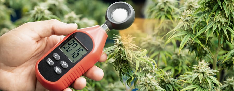 Een hand die een lichtmeter vasthoudt naast een cannabisplant, met het digitale display van de meter dat een meting van 30.160 toont. De bladeren en de toppen van de plant zijn zichtbaar op de achtergrond.