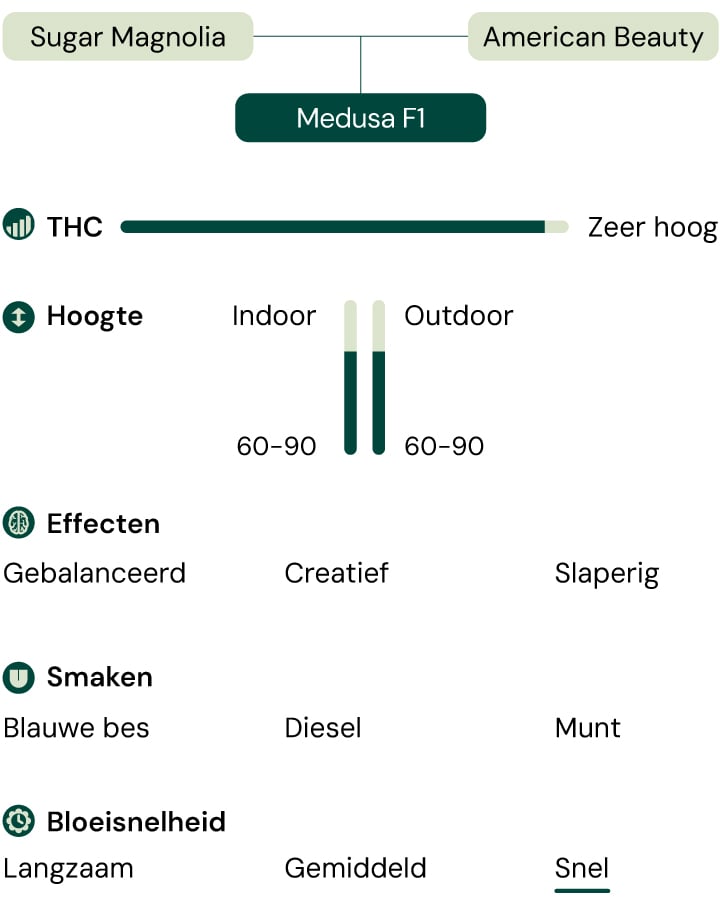 Diagram van de Medusa F1 cannabissoort: Sugar Magnolia x American Beauty. Hoge THC, snelbloeiend, 60-90 cm hoog, smaken van bosbes, diesel, munt, gebalanceerde, creatieve, slaperige effecten.