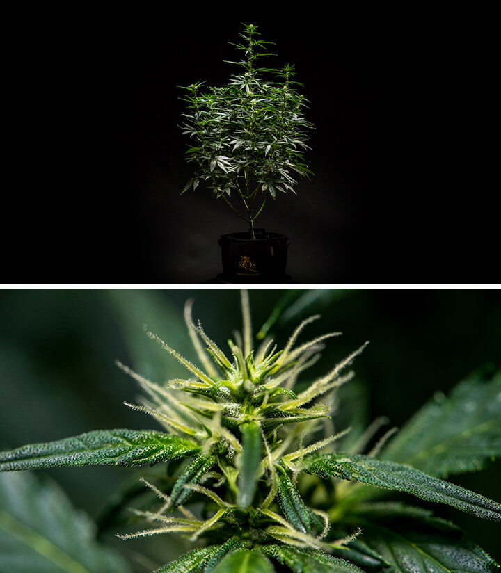 Mimosa Auto cannabisplant in week 6 van bloei, toont een goed ontwikkelde structuur met meerdere takken en dicht gebladerte, samen met een close-up van bloeiende bloemen met zichtbare stampers en trichomen.