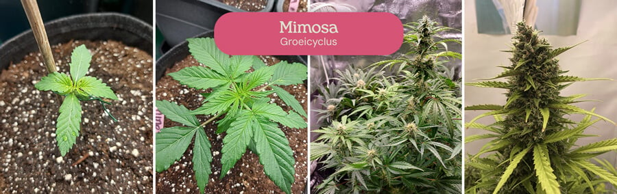 Deze vierdelige collage toont op levendige wijze de groei van de Mimosa-cannabissoort, waarbij de transformatie van een klein zaailing tot een bloeiende plant wordt vastgelegd.